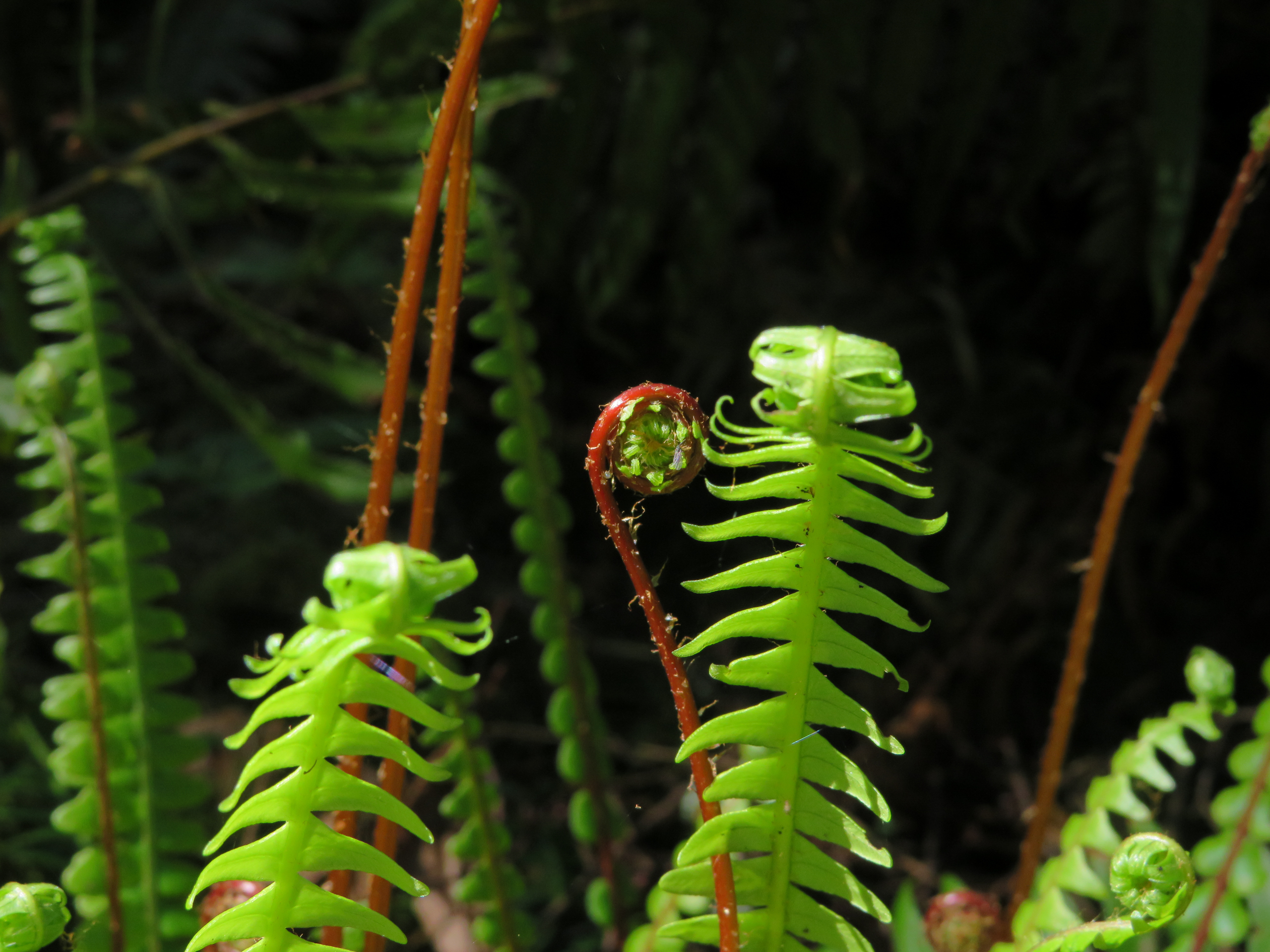 Macro shot of moss on a log.